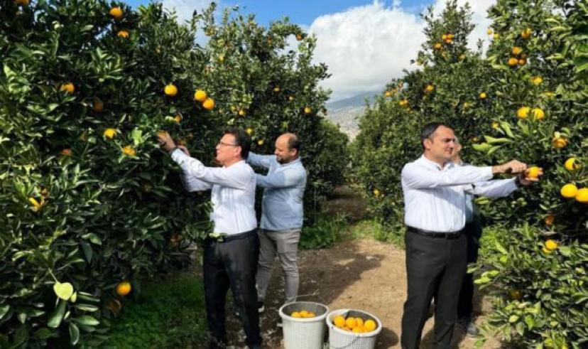 Finike portakal hasadı başladı