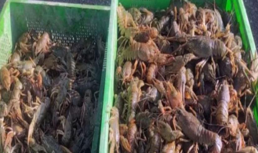 Isparta’da kaçak avlanılan 84 kasa kerevit ele geçirildi