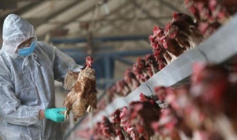 Konya’da kuş gribi vakası: Bakanlıktan açıklama geldi