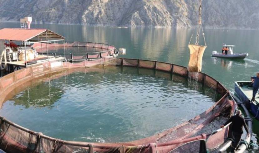 Türkiye’nin en yüksek ikinci barajında ilk balık hasadı yapıldı