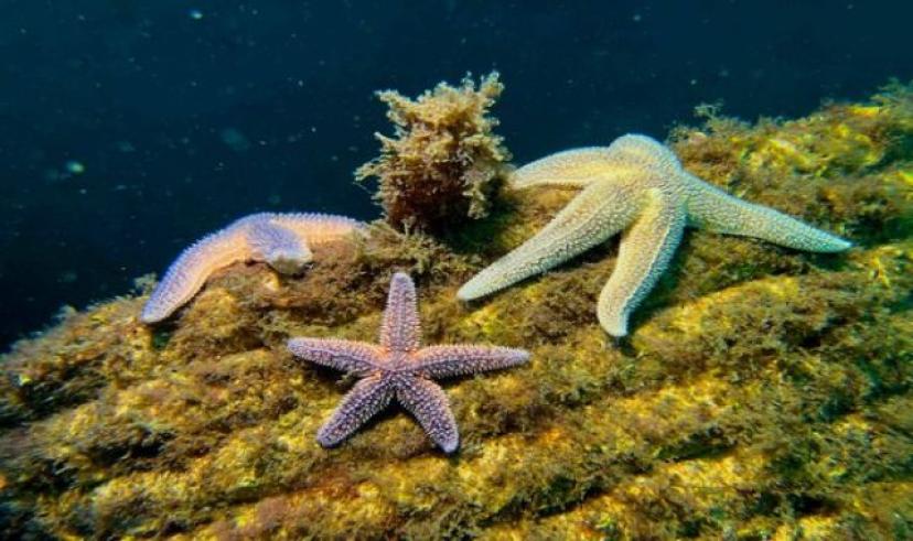 Yapay resifler bir yılda 33 farklı deniz canlısına yuva oldu