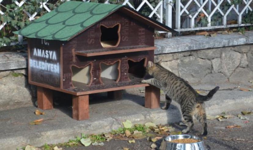 Amasya Belediyesinden hayvan dostlara destek
