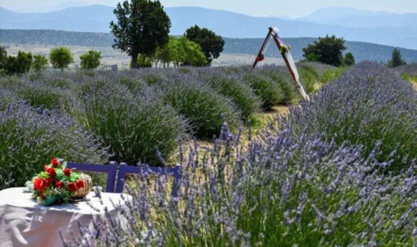 Lavanta festivali için hazırlıklar başladı