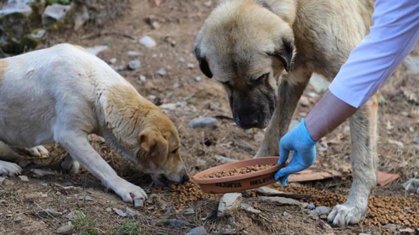 Belediyelere her sahipsiz köpek için 71 bin lira ceza uygulanacak