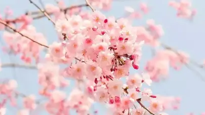 Cemre havaya düştü: Bahar yaklaşıyor!