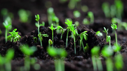 Kent Peyzajları için, Doğal Bitki Rehberi Hazırlanıyor