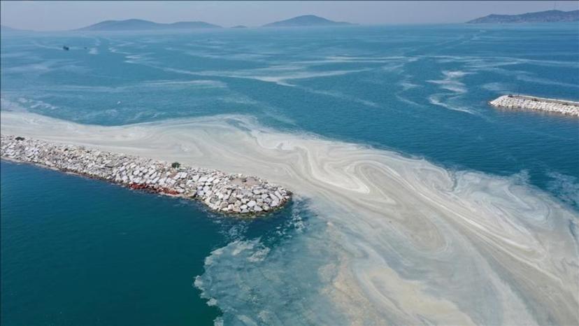 Marmara Denizi kirliliğine "Yüzer bitki adaları" çözümü