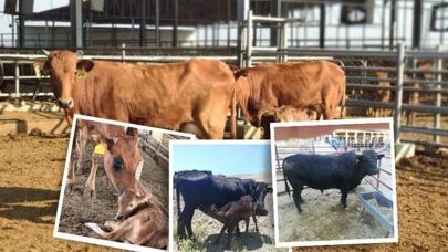 TAGEM’in hayvancılık ıslah çalışmaları ülke ekonomisine katkı sağlıyor