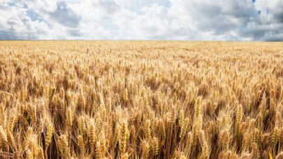 2 milyar 789 milyon liralık destekleme ödemesi,  çiftçilerin hesaplarına aktarıldı