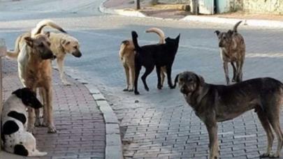 Altındağ’da 6 yaşındaki çocuk ölü bulundu: Şüpheli ölümde köpek izi