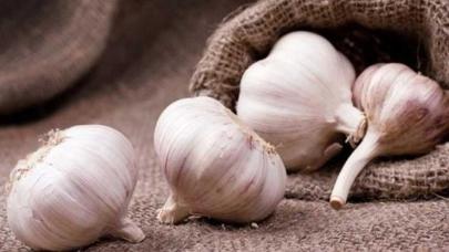 Bakan Yumaklı, Taşköprü'de sarımsak ekimine katıldı