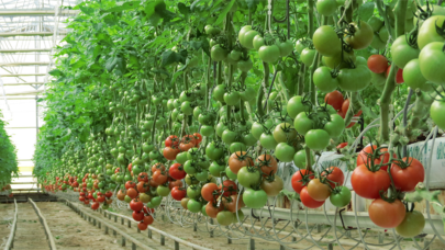 Yozgat'a Jeotermal Kaynaklı Sera OTB Müjdesi