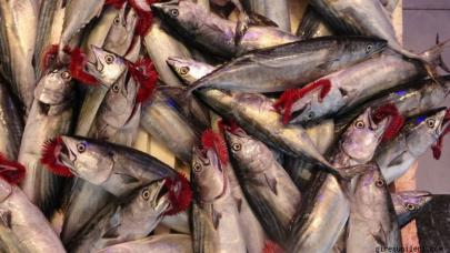 Balıkçılar palamuda doydu, 50 bin ton palamut avlandı