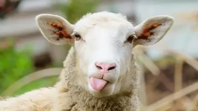 TİGEM, 700 küçükbaş hayvan için ihale düzenliyor