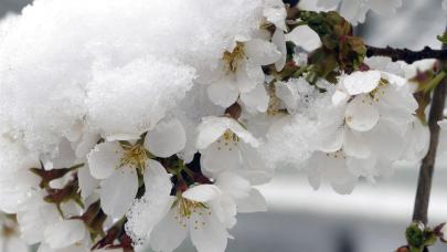 Zirai don 34 ilde 16 ürüne zarar verdi