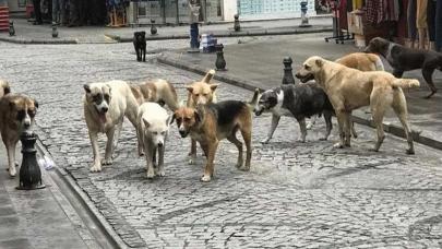 Aksaray ve Muğla'da sahipsiz köpek saldırıları: İki kişi yaralandı