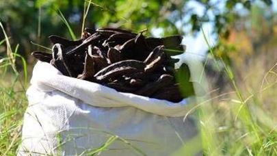 “Alanya Keçiboynuzu” coğrafi işaretle tescillendi