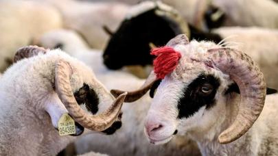 Bakan Yumaklı: Satılamayan kurbanlıkları Et ve Süt Kurumu satın alacak