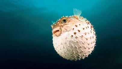 Balon balığı avcılığına verilen destek artırıldı: Kilit türde fiyat yüzde 40 yükseldi