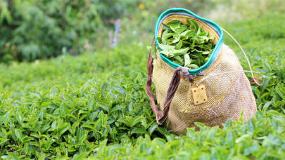 ÇAYKUR, yaş çay alımlarında randevulu sisteme geçiyor