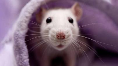 Fareler şehri ele geçiriyor: Ölümcül bakteri yayılıyor!