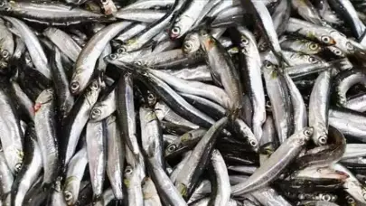 Karadeniz dünyaya açılıyor: Hamsi 18 ülkeye gitti