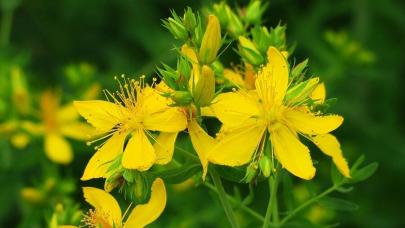 Kırlangıç otu gözlere faydalı mı?