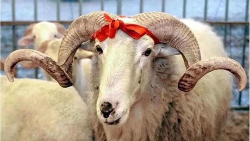 Kurban Bayramı tatili kaç gün? Kamuya idari izin açıklaması