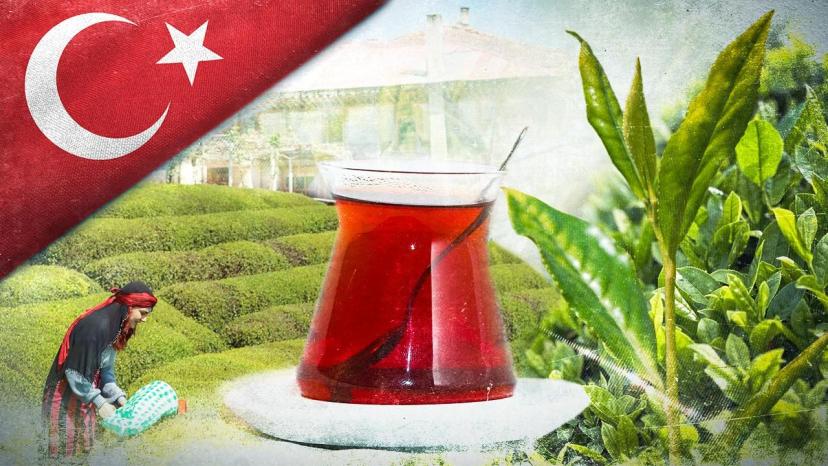 Tarım ve Orman Bakanlığı 2025 yaş çay alım fiyatını açıkladı