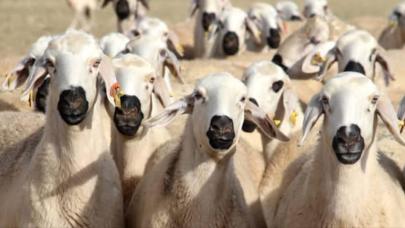 Isparta Sarıidris kasabasında şap hastalığı alarmı