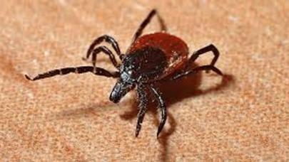 İstanbul'da 2025 yılında 7 bin 2 kene vakası bildirildi