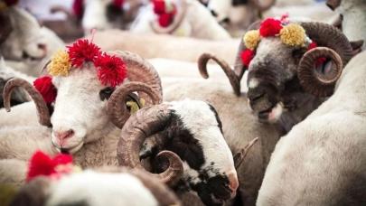 Türkiye Kurban Bayramı’na hazırlanıyor: Bayram telaşı başladı