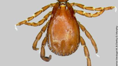 İstanbul'da görülen "Rhipicephalus" türü keneler tehlike oluşturmuyor