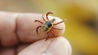 Kene riski kırsalda yüksek uyarı