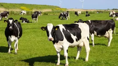 SAT-1 Tipi şap hastalığına karşı Türkiye genelinde aşılama seferberliği başlatıldı