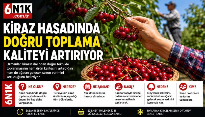 Kiraz Hasadında Doğru Toplama Yöntemi Kaliteyi Belirliyor