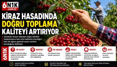Kiraz Hasadında Doğru Toplama Yöntemi Kaliteyi Belirliyor