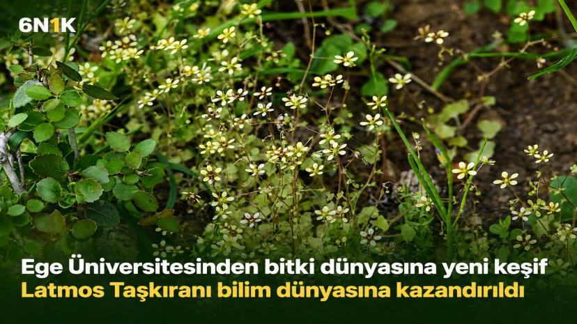 Latmos Dağları’nda yeni endemik bitki türü keşfedildi