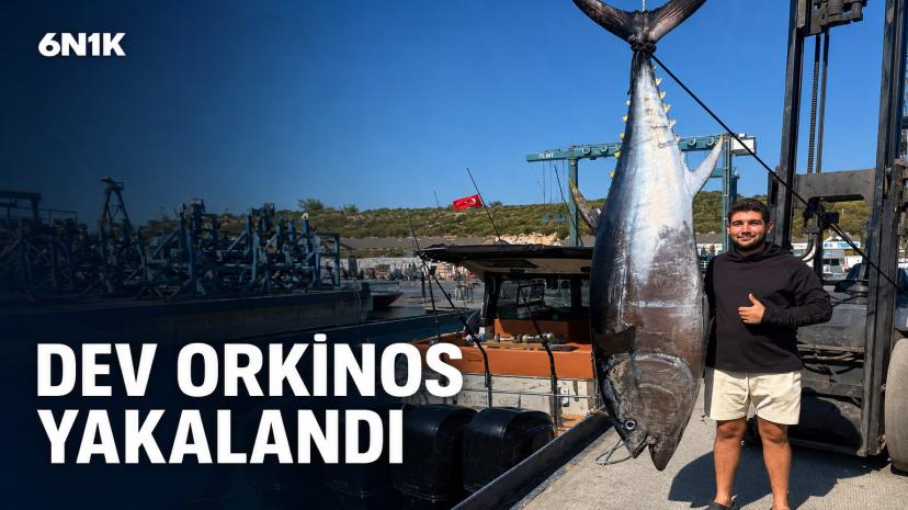 Sığacık açıklarında 260 kiloluk dev orkinos yakalandı