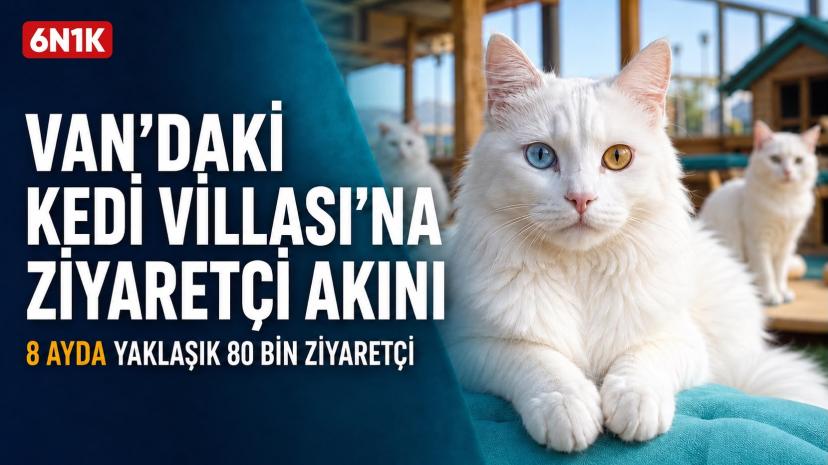 Van’daki “Kedi Müzesi”ne Ziyaretçi Akını