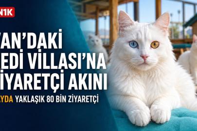 Van’daki “Kedi Müzesi”ne Ziyaretçi Akını